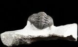 Phacops Trilobite - Morocco #45969-3